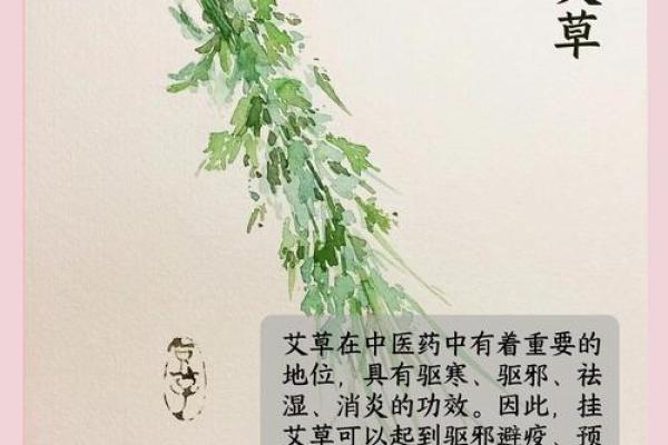 探寻艾草文化背后的传统智慧