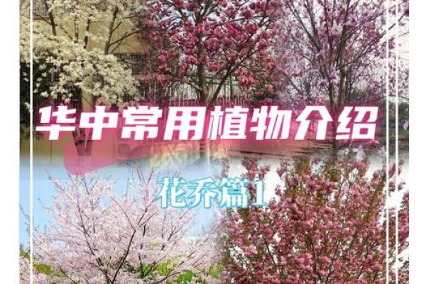 樱花季节里的名字灵感：如何为孩子取一个樱字开头的名字