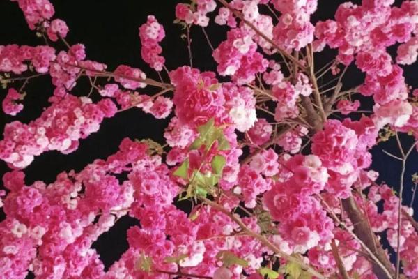 樱花烂漫，名字如花般绚烂多彩