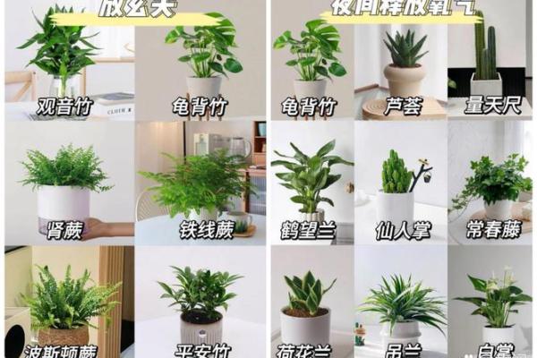 家居风水大师亲授：如何打造旺家旺运的居住环境