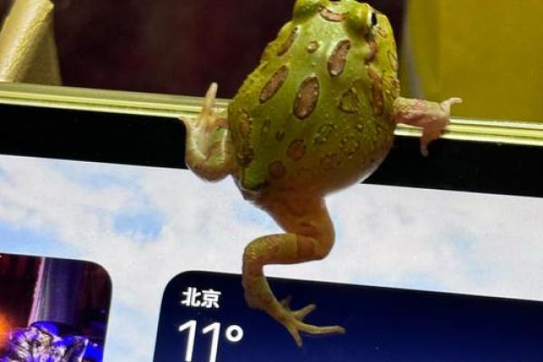 貂宝起名：探寻萌宠昵称的艺术