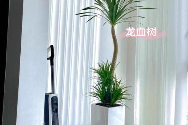 龙血树风水秘籍：提升办公室运势必备良品