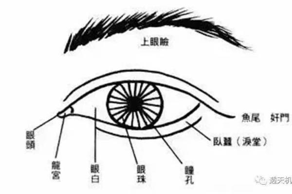 眼白透亮面相之谜