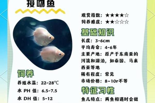 名字的艺术：鱼类命名技巧，让你的鱼儿名字更具个性魅势