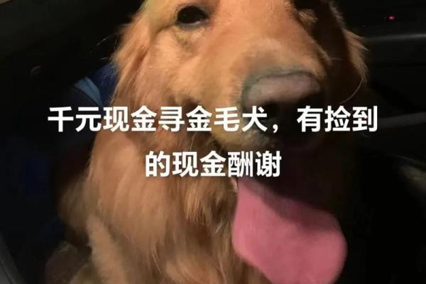 名字灵感库：金毛狗个性昵称大集合