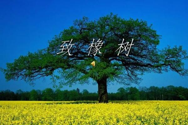 痣相树启示录：解读树语中的生命奥秘