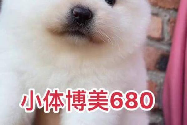 博美犬名字推荐大全，打造独一无二的小宝贝称呼