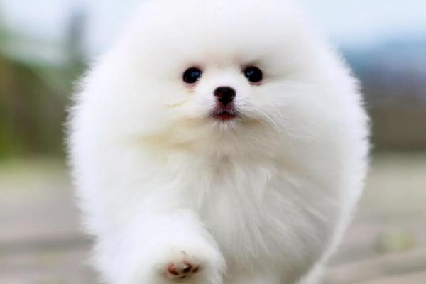 博美犬名字推荐大全，打造独一无二的小宝贝称呼