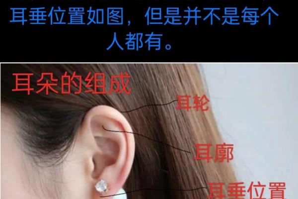 无肉之耳：面相之谜中的神秘象征