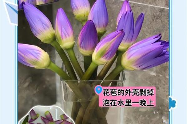 办公室风水禁忌：睡莲摆放禁忌，小心招来霉运！
