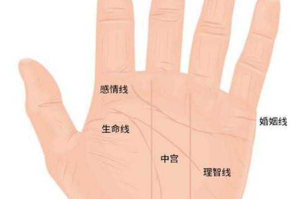 手掌中的命运密码：揭秘你的未来