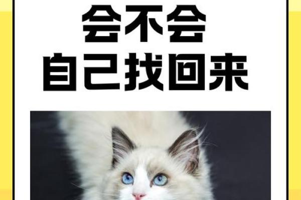 喵星人的神秘命运：揭秘猫咪的宿命轨迹
