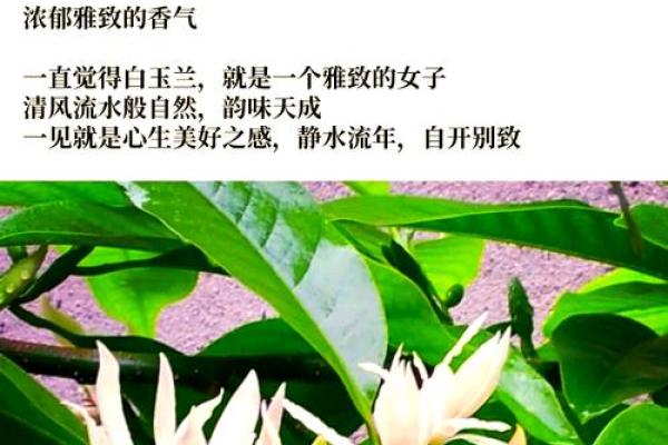 俸玉兰：玉质兰花，俸养美好人生