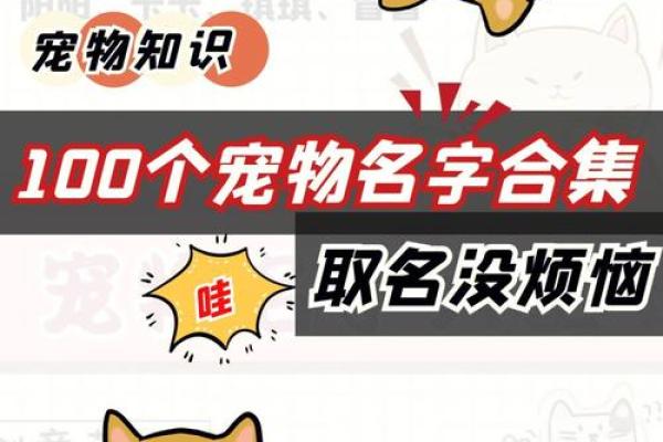 狗宝宝取名偏旁：趣味创意命名法