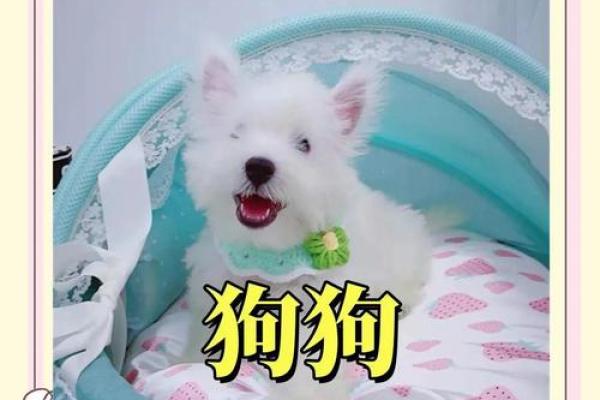 狗宝宝取名偏旁：趣味创意命名法
