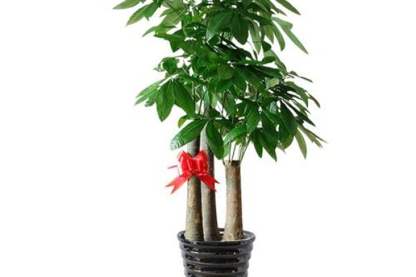 招财旺运必备！风水植物盆栽，轻松提升家居财运
