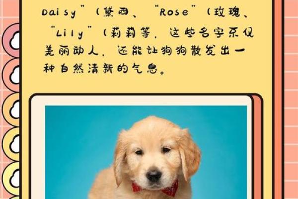 给狗狗取个好听的名字，让它更有个性