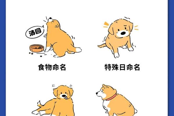 给狗狗取个好听的名字，让它更有个性