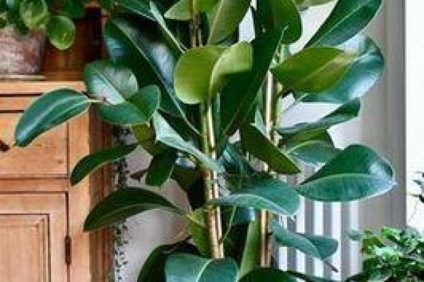 家居风水禁忌大公开，让你远离霉运，招财进宝