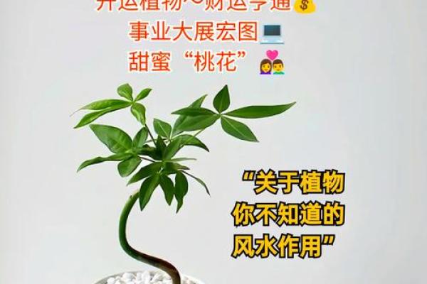 农村办公室植物风水布局，提升运势必备指南！