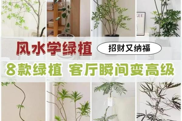 农村办公室植物风水布局，提升运势必备指南！