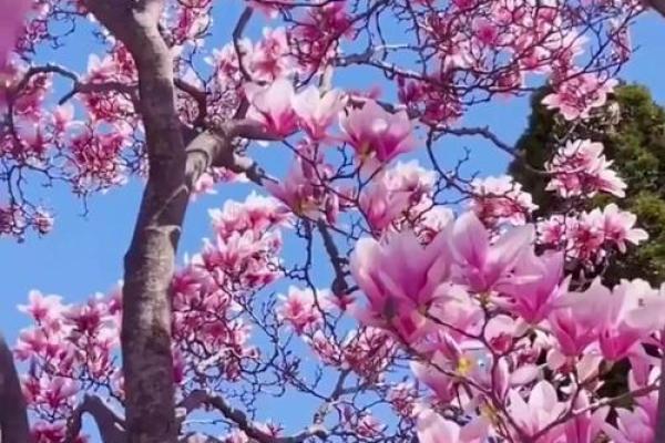 涂玉兰：寓意美好，福泽绵长的姓名之选