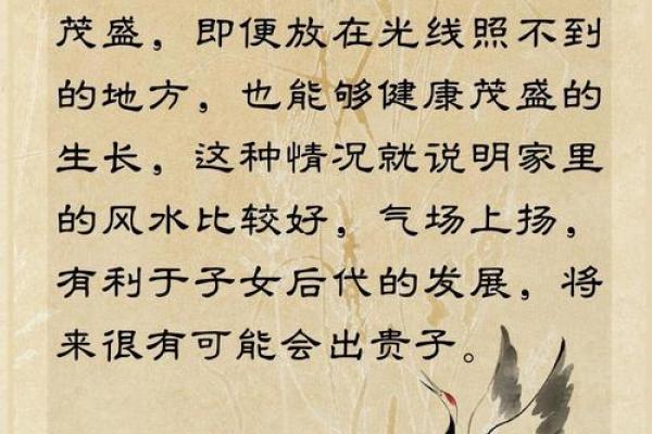 父母荣光，子女显贵：揭秘命理中的母以子贵现象