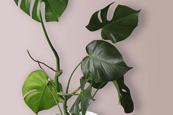 龟背竹家居风水必备，摆放几盆更旺家？