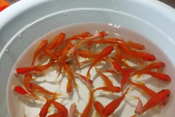 风水招财利器，小鱼助力财运滚滚