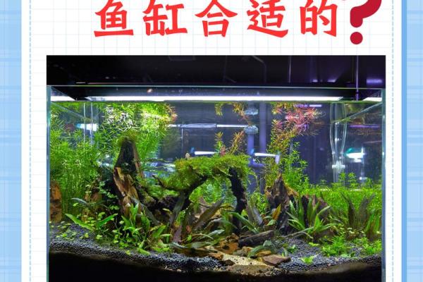 鱼跃龙门，财运滚滚来——客厅风水鱼缸，招财利器大揭秘