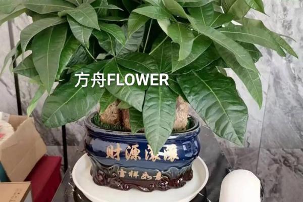 办公室植物风水神器，提升运势必备！
