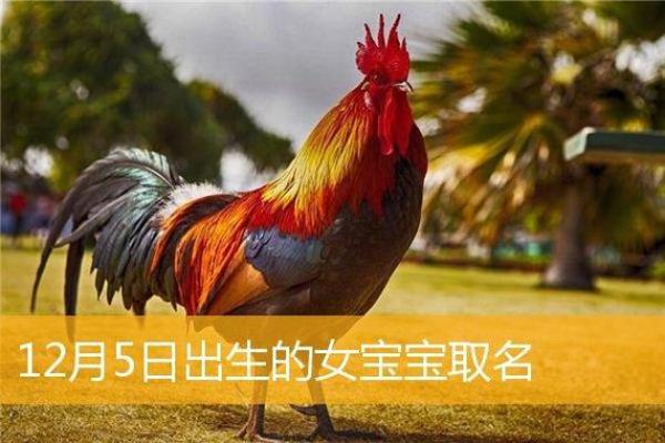 鸡年女宝，精选美好寓意名