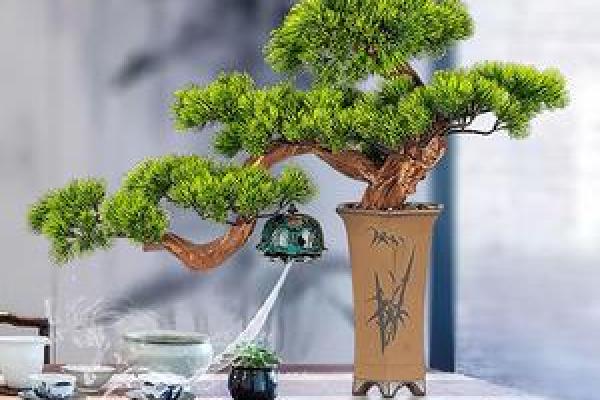 家居风水植物爆款特惠，价格美丽，每一株都是你的风水小助手