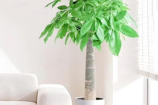 风水大师推荐：养这些植物，财运滚滚来！