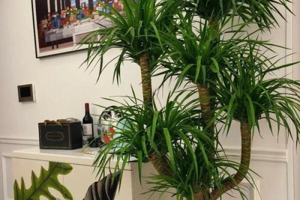 风水大师推荐：养这些植物，财运滚滚来！