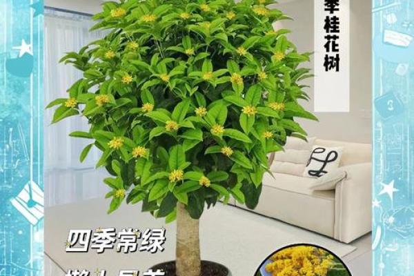 桂花家居风水指南：打造温馨吉祥的家居环境