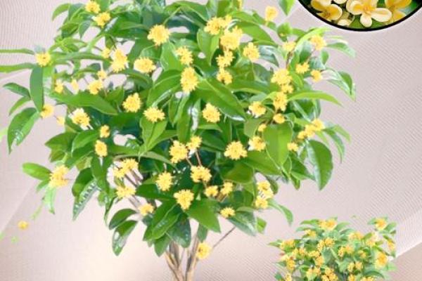 桂花家居风水指南：打造温馨吉祥的家居环境