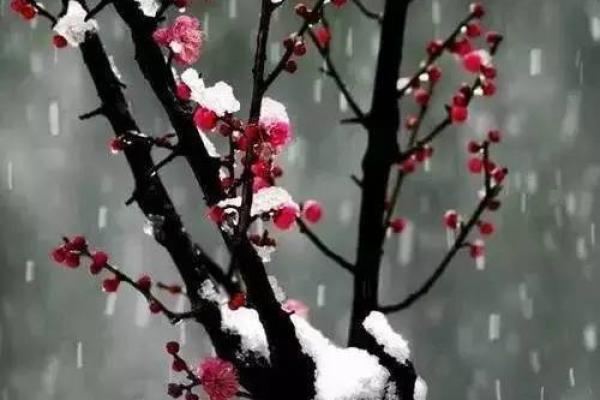 寒梅傲雪显娇姿