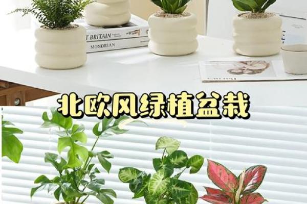 办公室绿意盎然，盆栽树木风水秘籍大公开