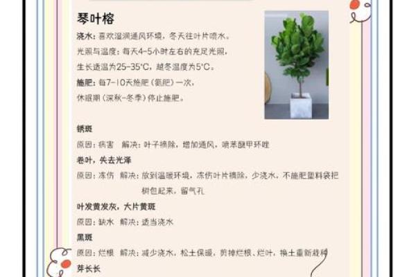 办公室绿意盎然，盆栽树木风水秘籍大公开