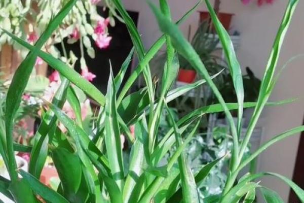 家居风水大揭秘：富贵竹叶黄了怎么办？