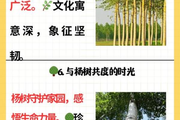 招财风水宝树！杨树助你财运亨通的秘密