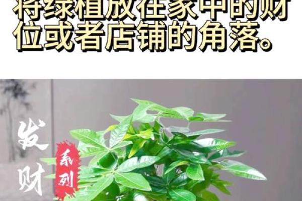 瞬间提升财运，风水大师推荐的爆款摆设！
