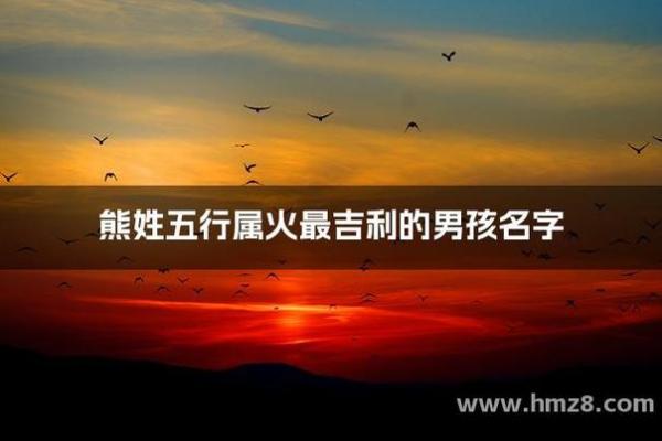 熊的五行属什么，带你了解更多