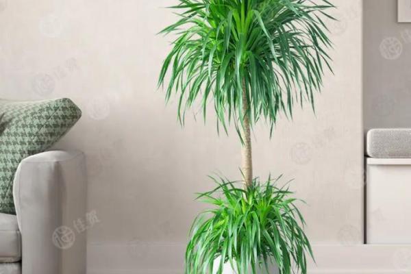 龙血树旺运风水布局，办公室必备神器