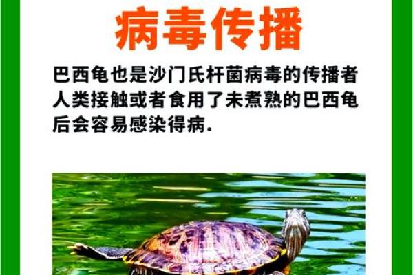乌龟与风水：捡到它对你的运势有何影响