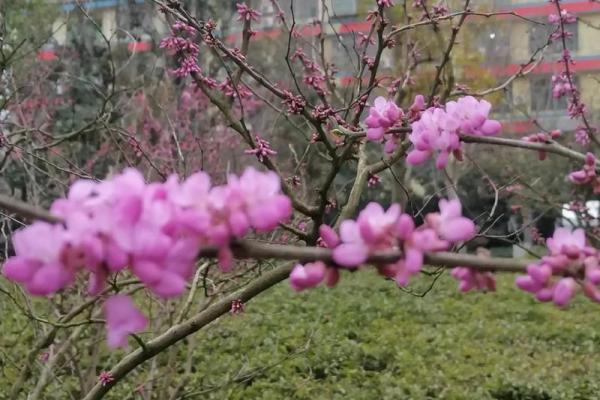 梨花盛开时节，清明祭祖情意浓