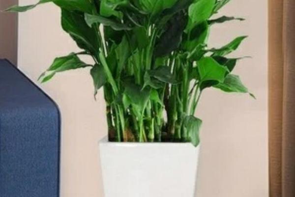家居绿植新宠：万年青养护全解析，让你的家充满生机！