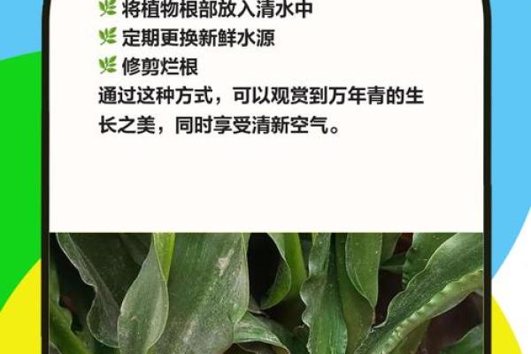 家居绿植新宠：万年青养护全解析，让你的家充满生机！
