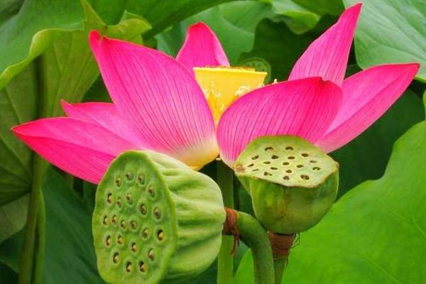 莲藕风水助力职场晋升，办公室必备良品！